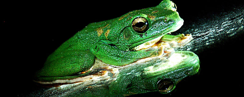 青蛙的舌头有什么特点（青蛙的舌头有什么特点,其功能是什么?）